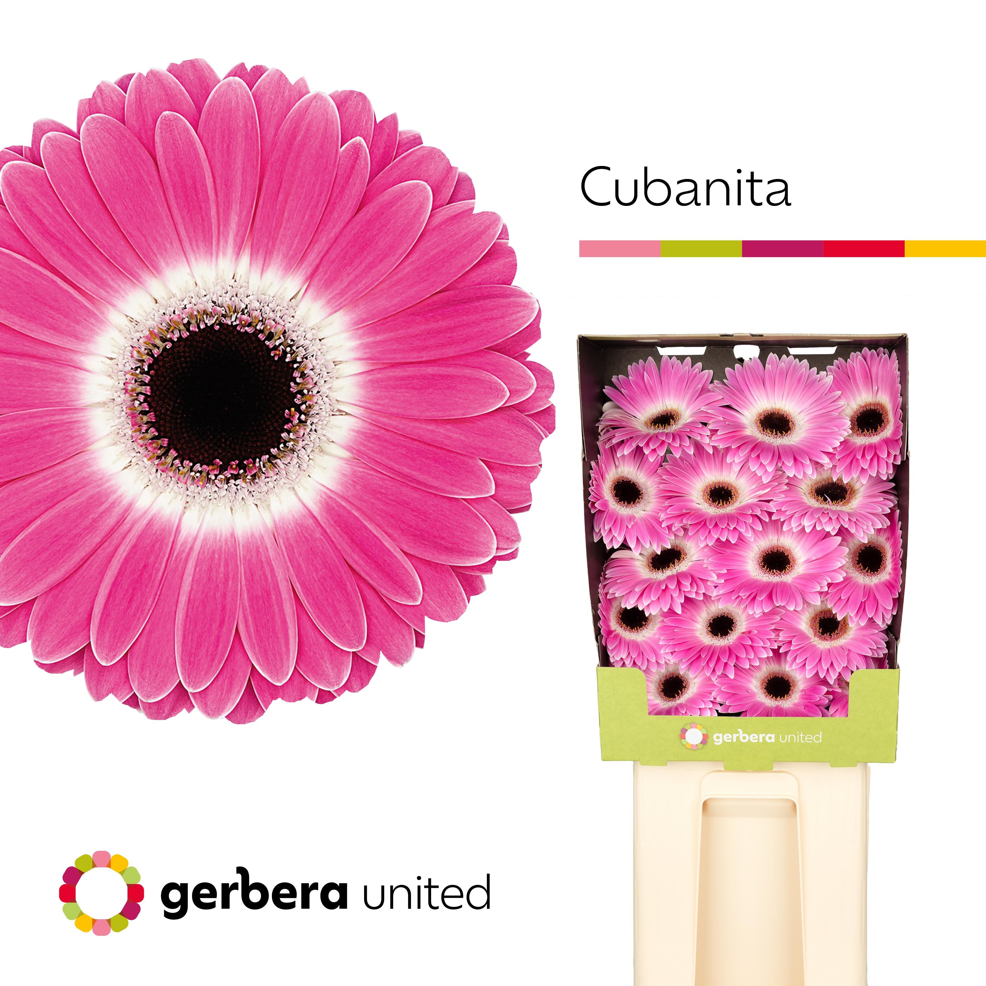 Срезанные цветы оптом Gerbera diamond cubanita A от 30шт из Голландии с доставкой по России