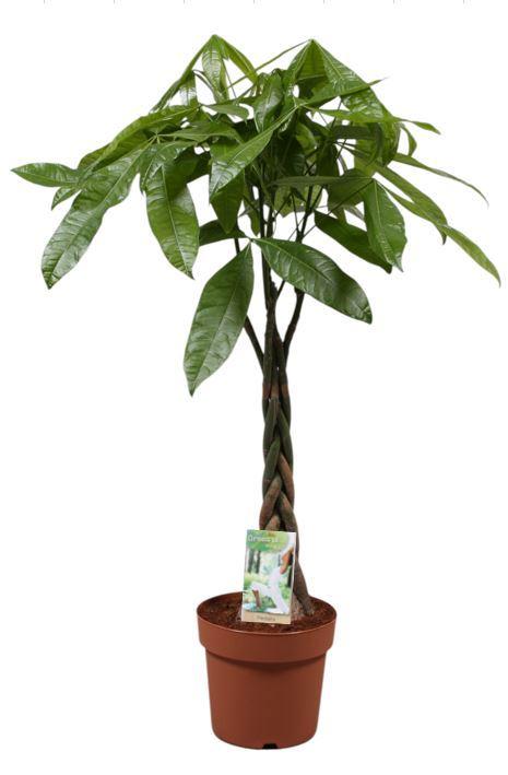 Горшечные цветы и растения оптом Pachira Aquatiqa Twisted Stem от 1шт из Голландии с доставкой по России