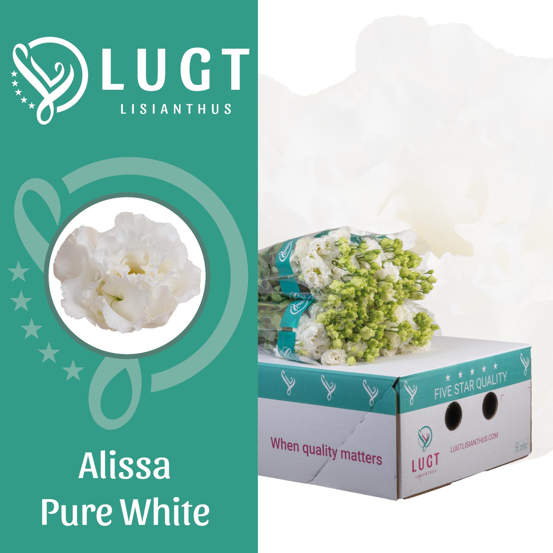 Срезанные цветы оптом Lisianthus do alissa pure white от 140шт из Голландии с доставкой по России