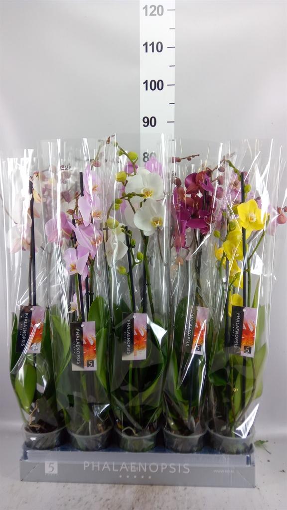 Горшечные цветы и растения оптом Phalaenopsis ...mix 8 от 10шт из Голландии с доставкой по России