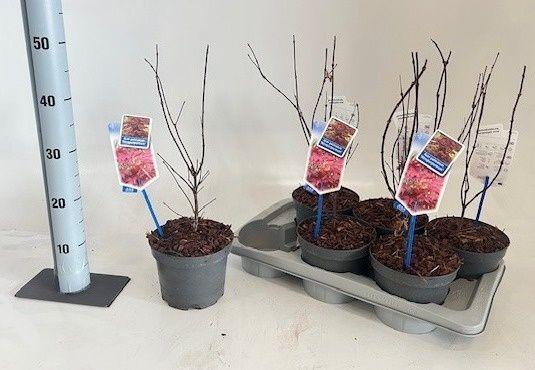 Горшечные цветы и растения оптом Acer Pa Atropurpureu от 6шт из Голландии с доставкой по России