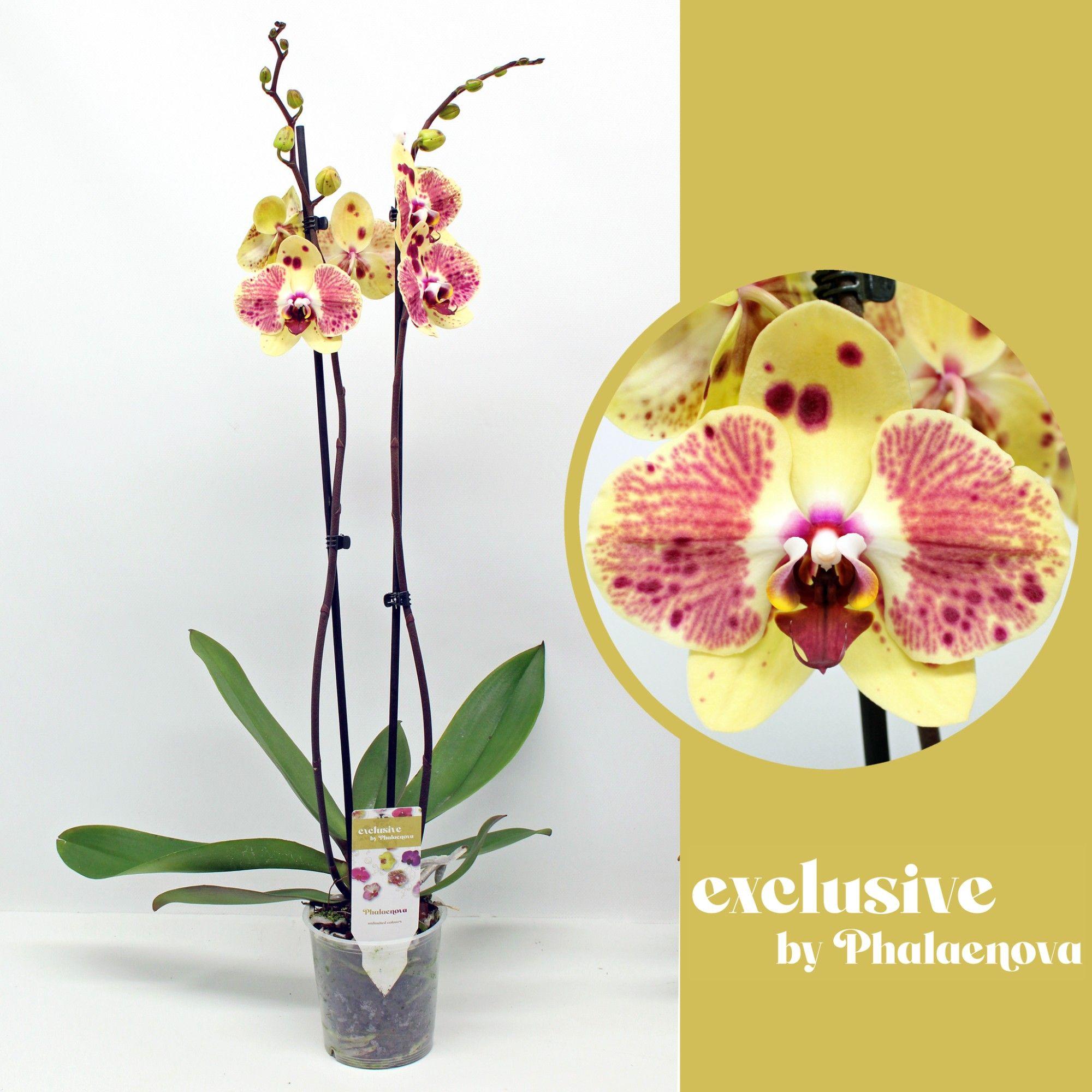 Горшечные цветы и растения оптом Phal 2st Exotic Punch 18+ (phalaenova) от 10шт из Голландии с доставкой по России