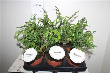 Горшечные цветы и растения оптом Monstera Obliqua Peru от 6шт из Голландии с доставкой по России Горшечные цветы и растения оптом Monstera Obliqua Peru от 6шт из Голландии с доставкой по России