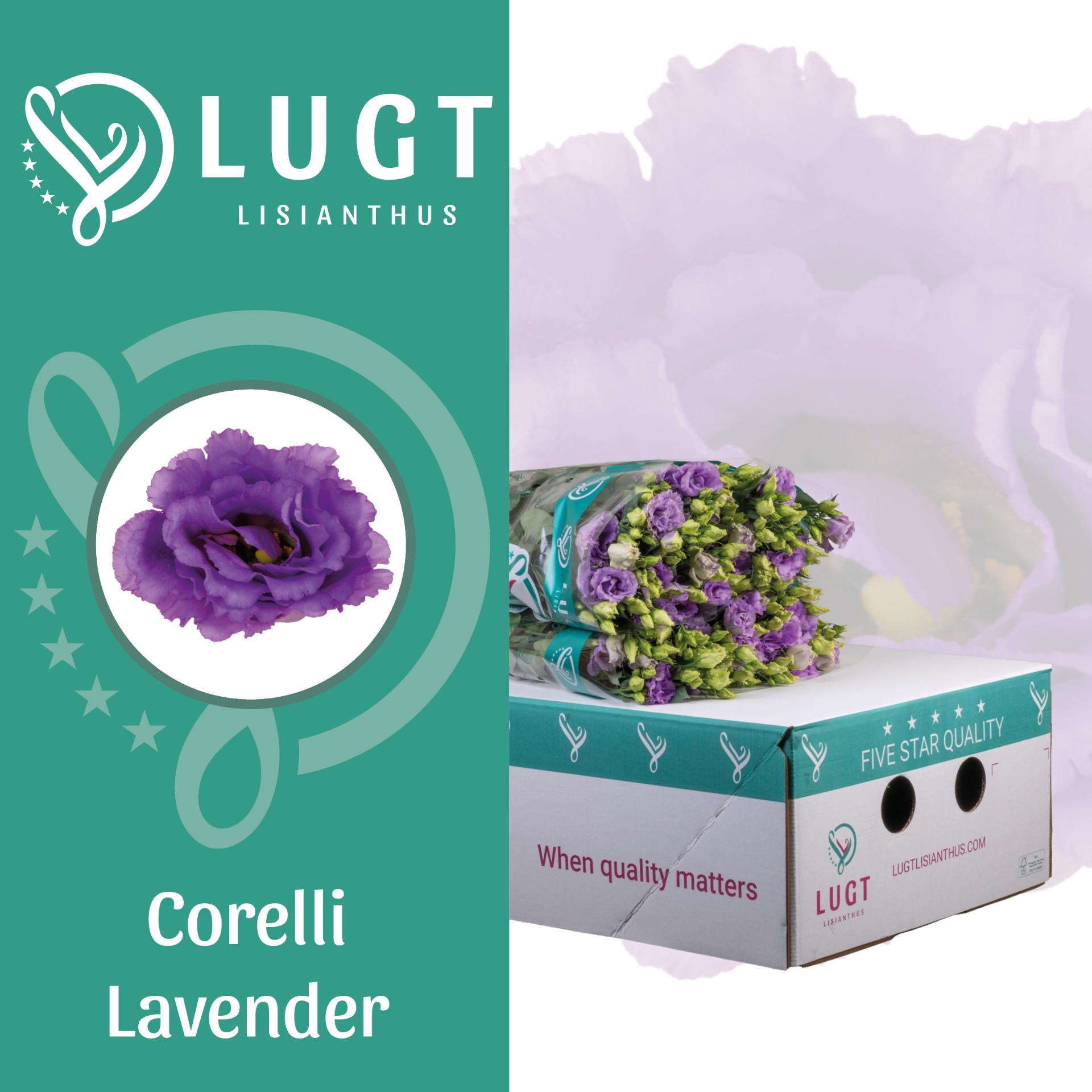 Срезанные цветы оптом Lisianthus do corelli lavender от 140шт из Голландии с доставкой по России
