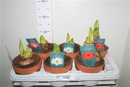 Горшечные цветы и растения оптом Hipp Gem 4 Kl 2 Br Ceramic от 6шт из Голландии с доставкой по России