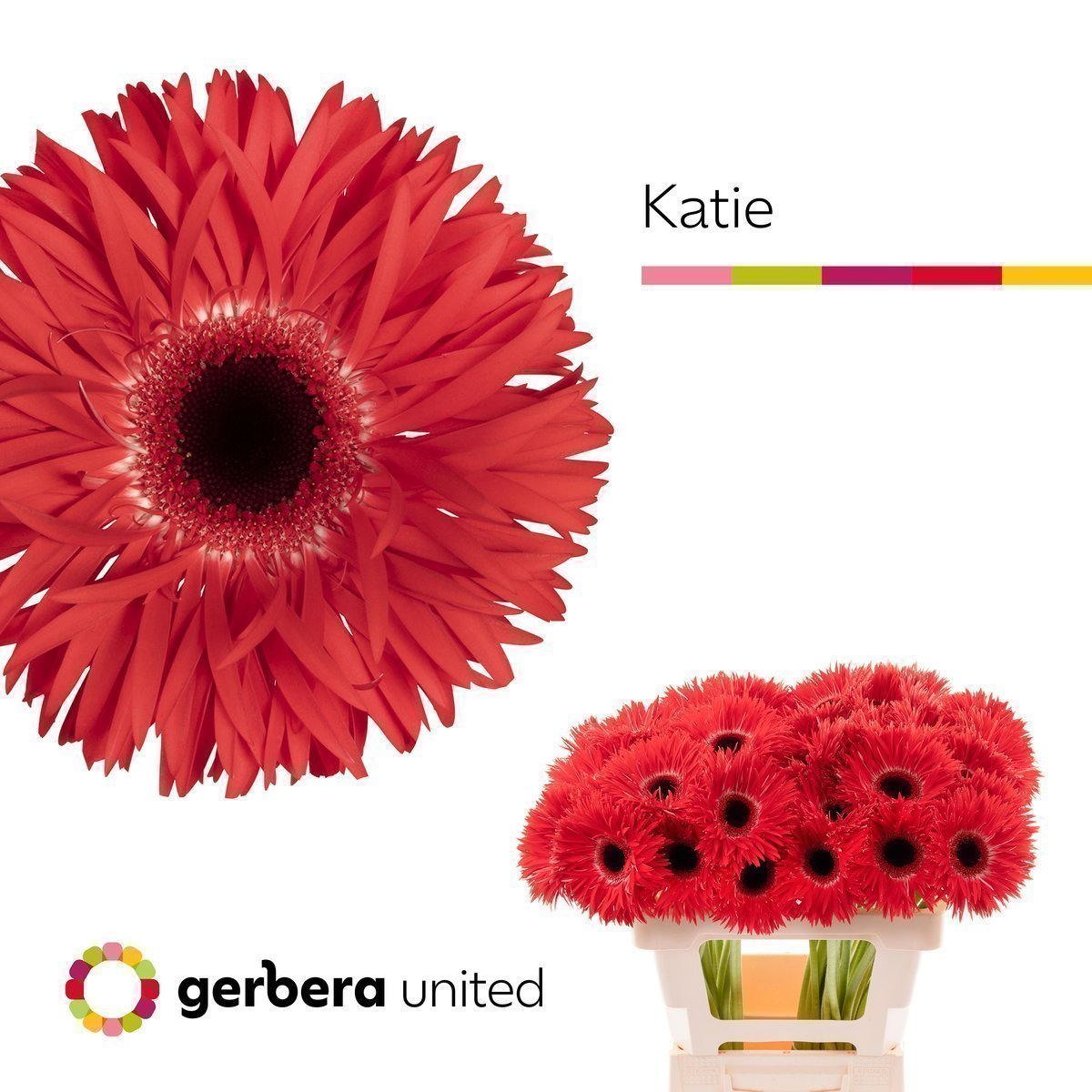 Срезанные цветы оптом Gerbera gerspider katie+ от 40шт из Голландии с доставкой по России