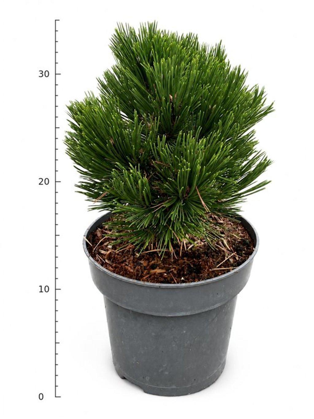 Горшечные цветы и растения оптом Pinus Leucodermis schmidtii от 1шт из Голландии с доставкой по России