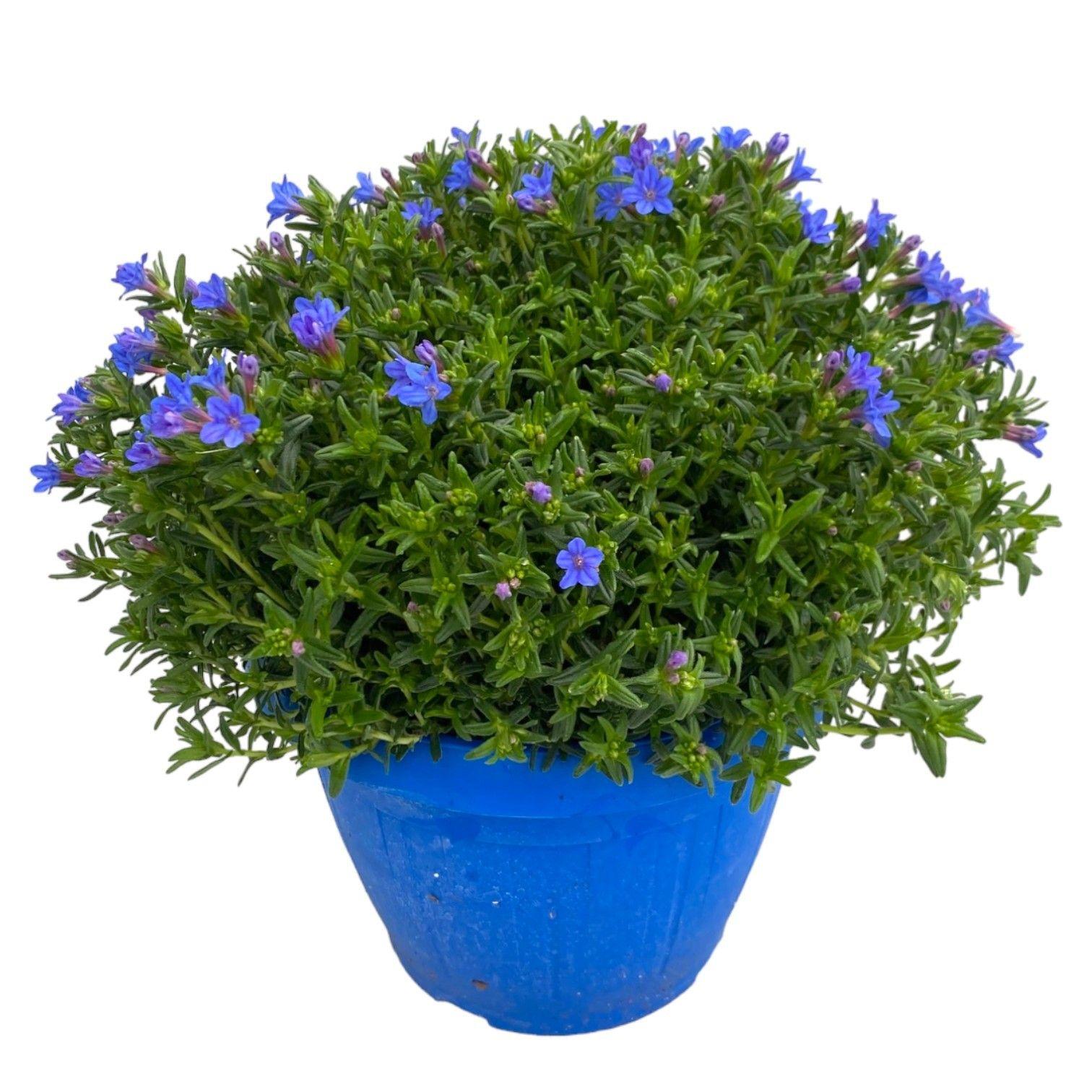 Горшечные цветы и растения оптом Lithodora Diffusa от 1шт из Голландии с доставкой по России