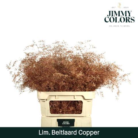 Срезанные цветы оптом Limonium beltlaard paint metallic copper от 25шт из Голландии с доставкой по России