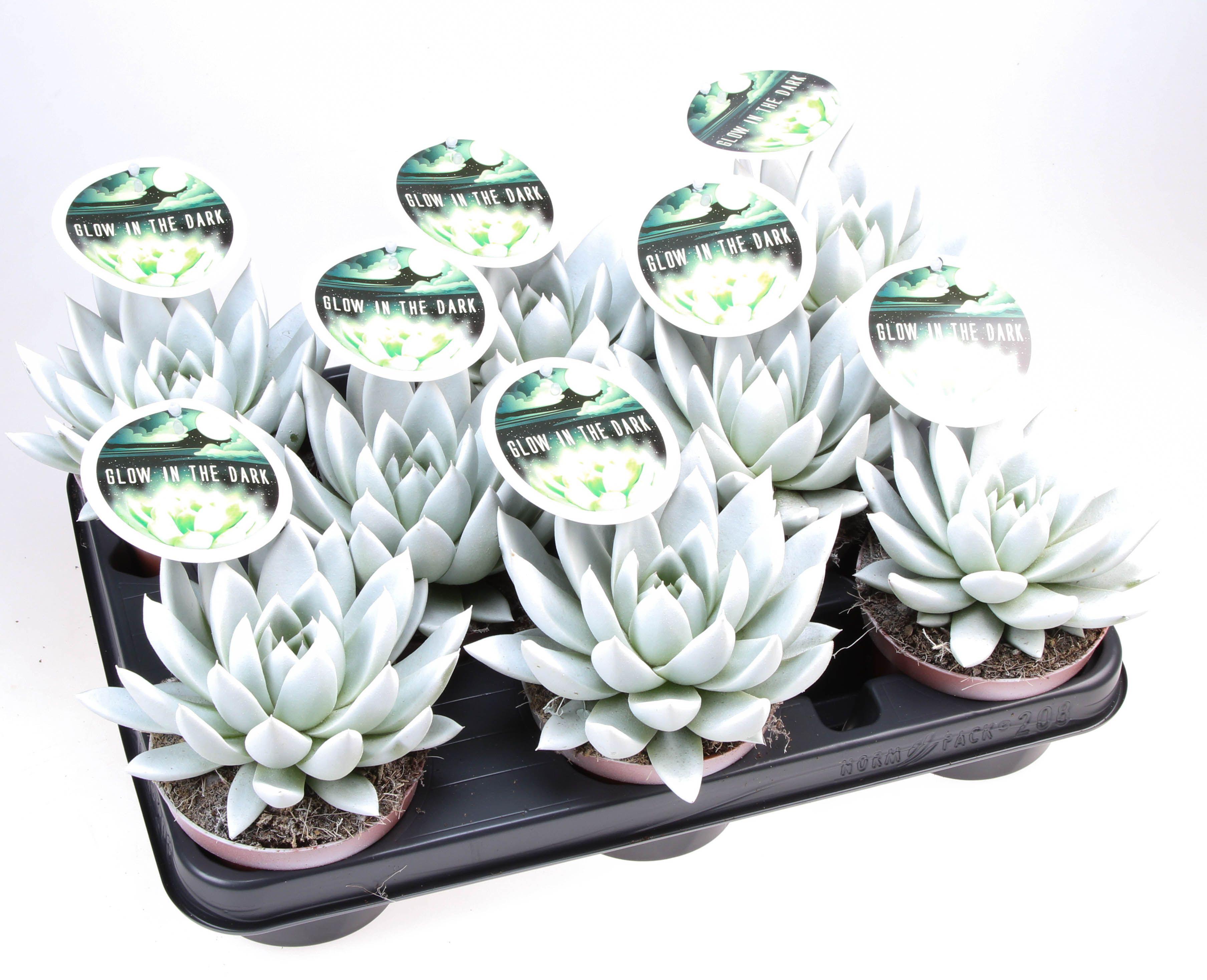 Горшечные цветы и растения оптом Echeveria Glow In The Dark + Etiket от 8шт из Голландии с доставкой по России