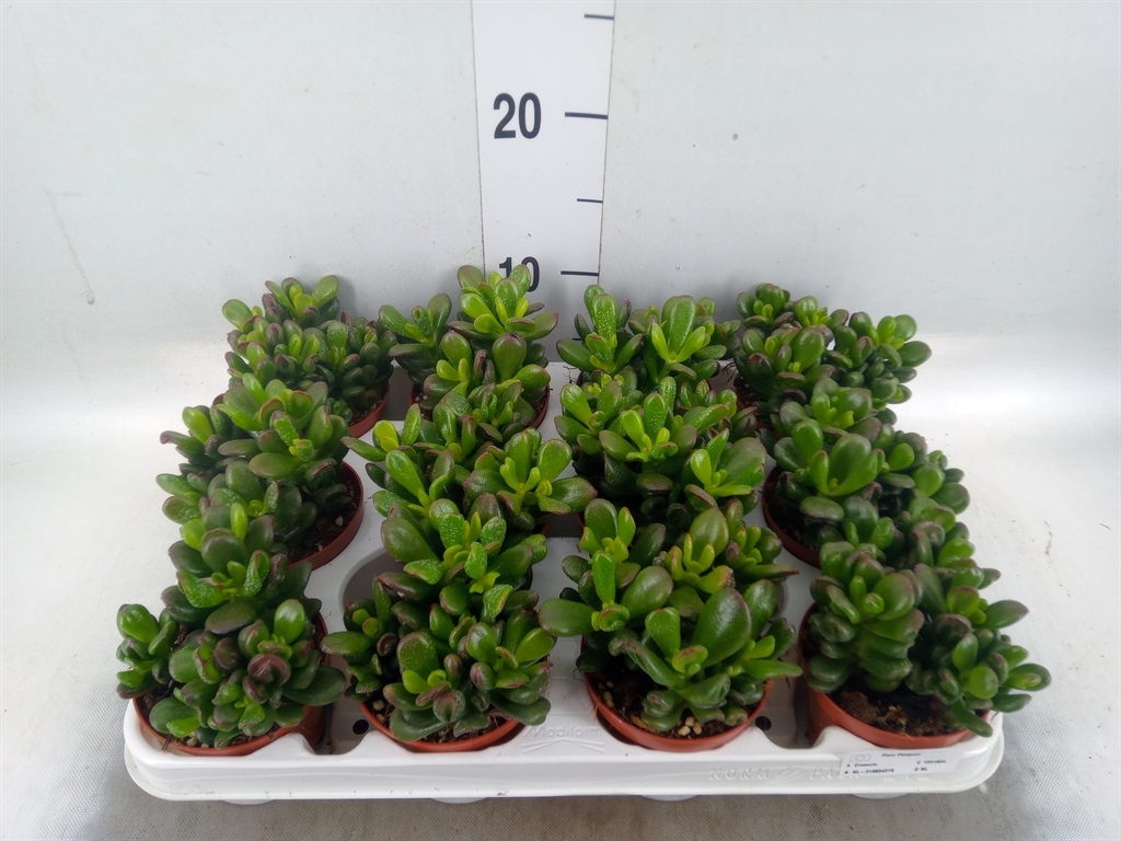 Горшечные цветы и растения оптом Crassula Gandalf от 12шт (для телеги) из Голландии с доставкой по России