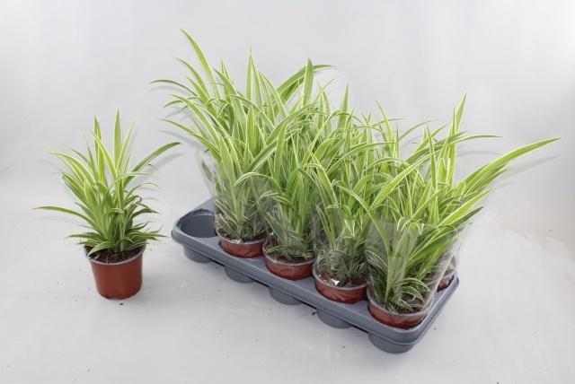 Горшечные цветы и растения оптом Chlor Comosum от 10шт из Голландии с доставкой по России