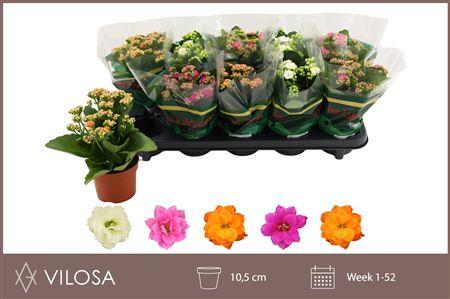 Горшечные цветы и растения оптом Kal Ge Gem 5 Kl от 10шт из Голландии с доставкой по России