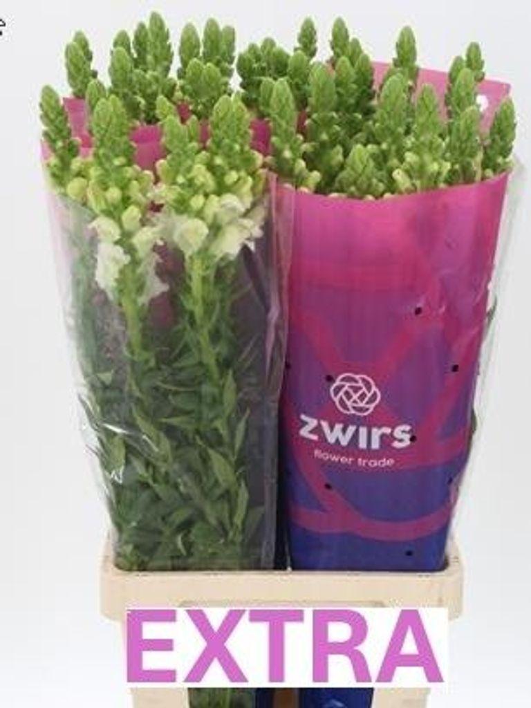 Срезанные цветы оптом Antirrhinum potomac white от 50шт из Голландии с доставкой по России