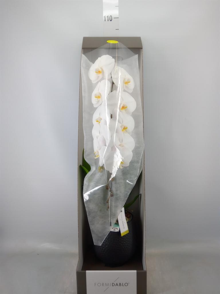 Горшечные цветы и растения оптом Phalaenopsis   ...white от 1шт из Голландии с доставкой по России