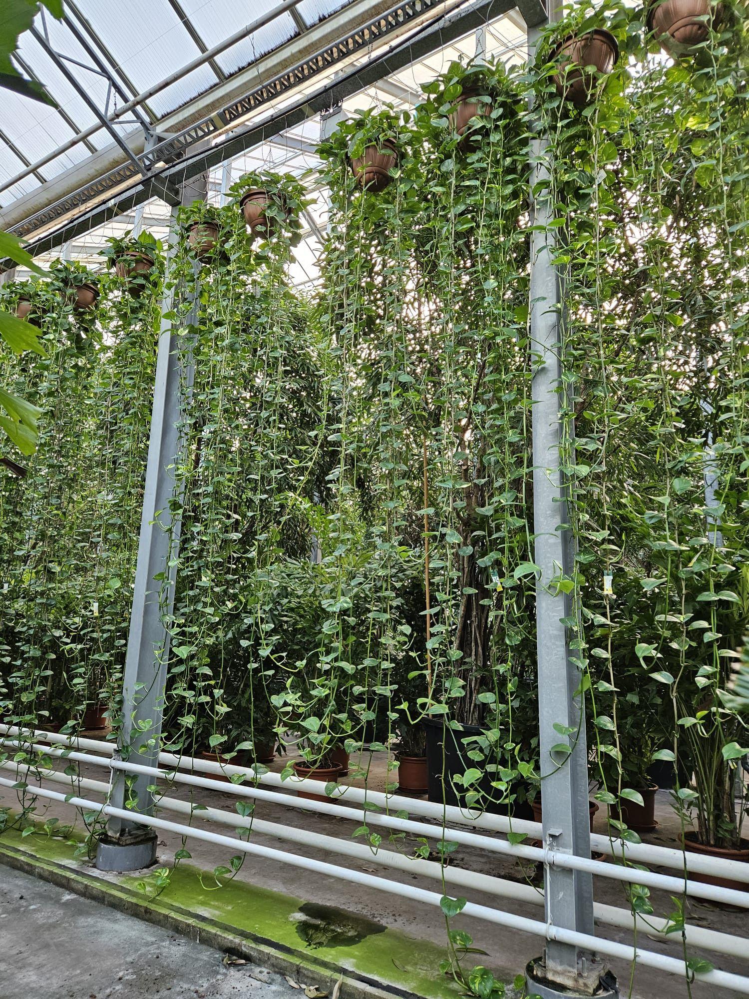 Горшечные цветы и растения оптом Epipremnum Aureum от 1шт из Голландии с доставкой по России