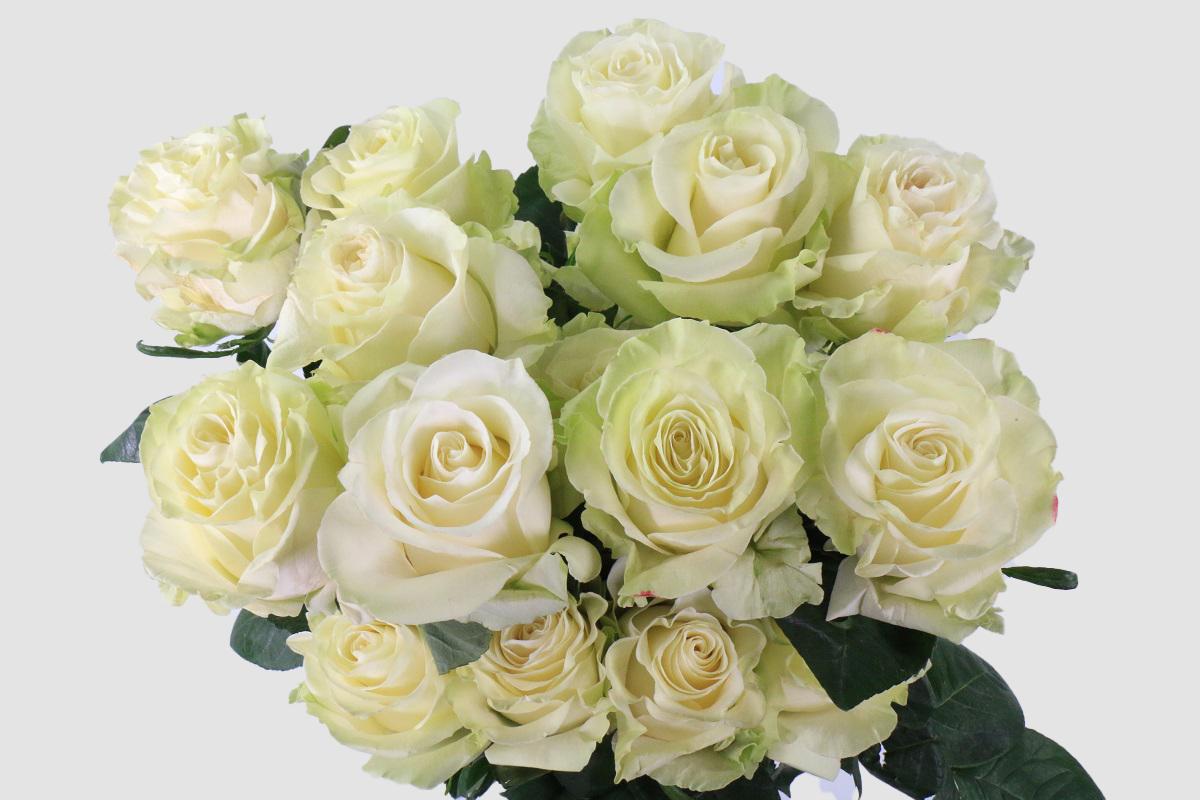 Срезанные цветы оптом Rosa ec mondial от 100шт. из Голландии с доставкой по России