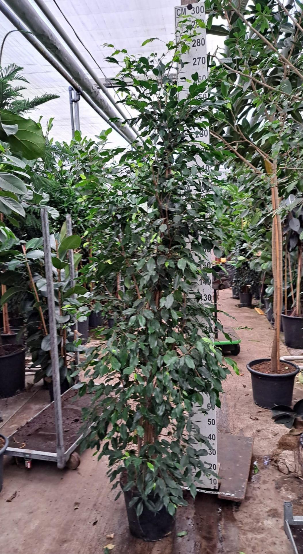 Горшечные цветы и растения оптом Ficus Be Exotica Piramide от 1шт из Голландии с доставкой по России