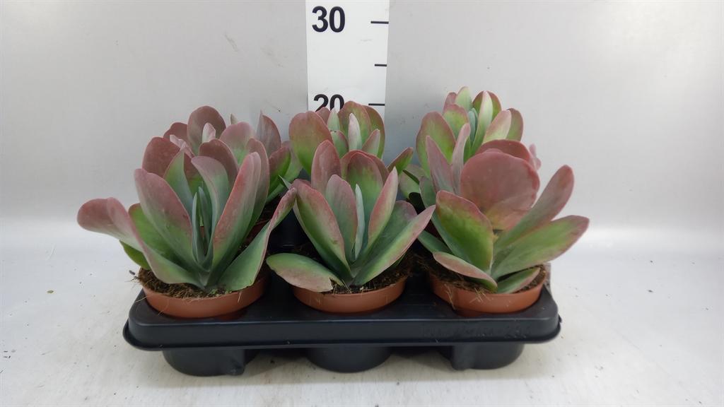 Горшечные цветы и растения оптом Kalanchoe Nf Thyrsiflora red Lips от 6шт из Голландии с доставкой по России