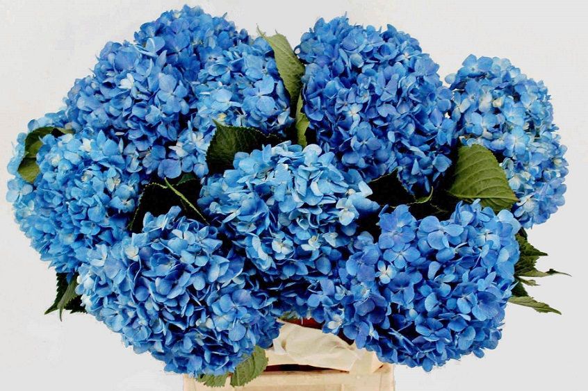 Срезанные цветы оптом Hydrangea shocking blue от 10шт из Голландии с доставкой по России