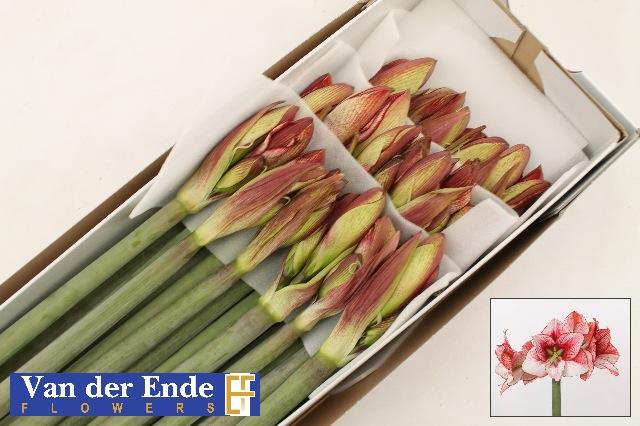 Срезанные цветы оптом Hippeastrum showmaster от 18шт из Голландии с доставкой по России