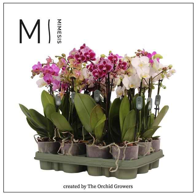 Горшечные цветы и растения оптом Phalaenopsis Mf. Mix от 6шт из Голландии с доставкой по России