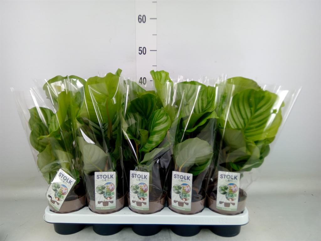 Горшечные цветы и растения оптом Calathea Orbifolia от 10шт из Голландии с доставкой по России