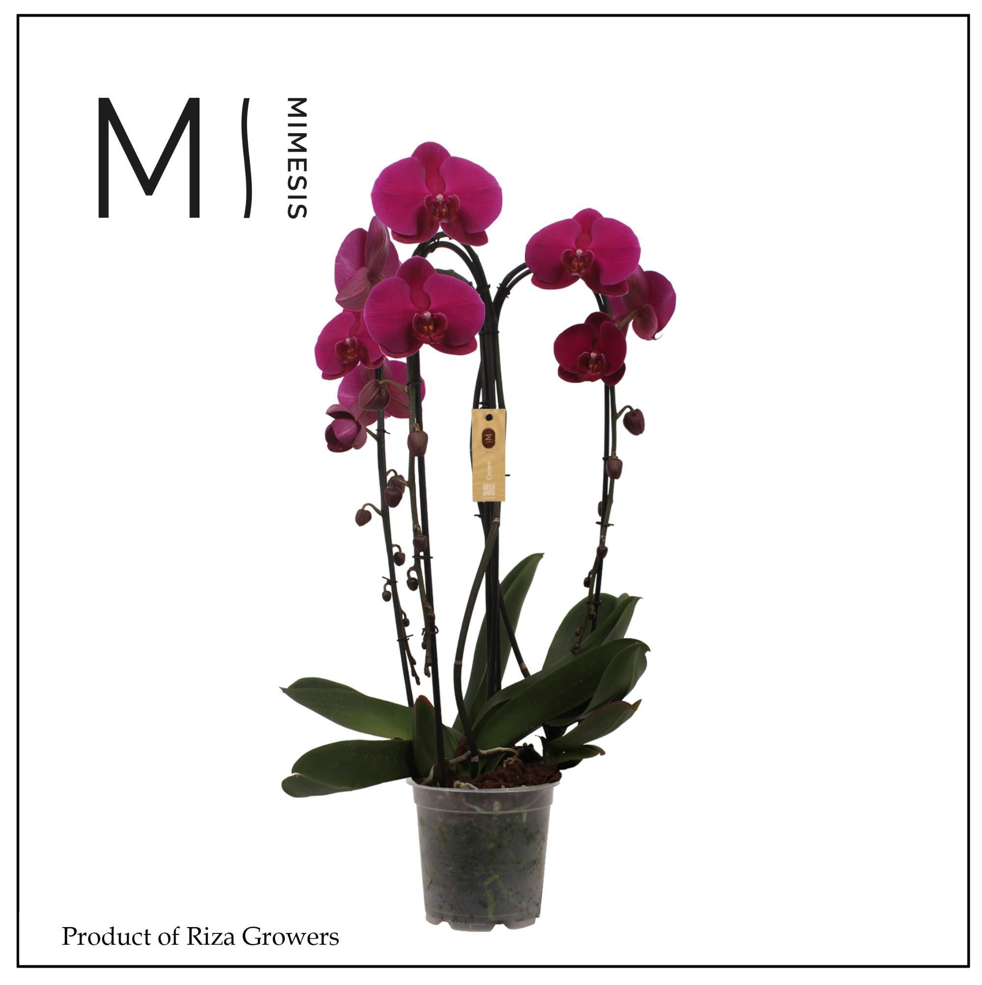 Горшечные цветы и растения оптом Phal 3st Crown Purple 24+ (mimesis) от 2шт из Голландии с доставкой по России