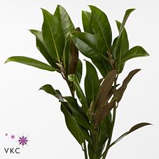 Срезанные цветы оптом Magnolia grandiflora per stem от 20шт из Голландии с доставкой по России