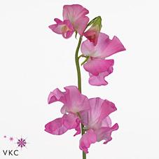 Срезанные цветы оптом Lathyrus winter sunshine pink dark от 30шт. из Голландии с доставкой по России