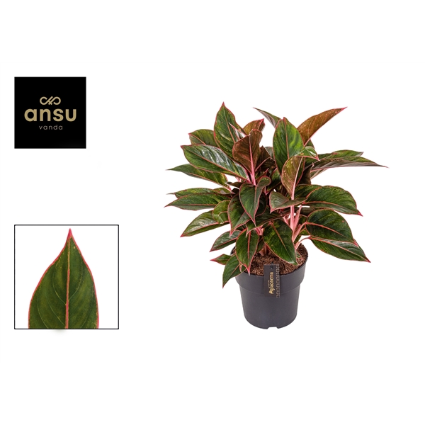 Горшечные цветы и растения оптом Aglaonema Jungle Red Xxl от 3шт из Голландии с доставкой по России