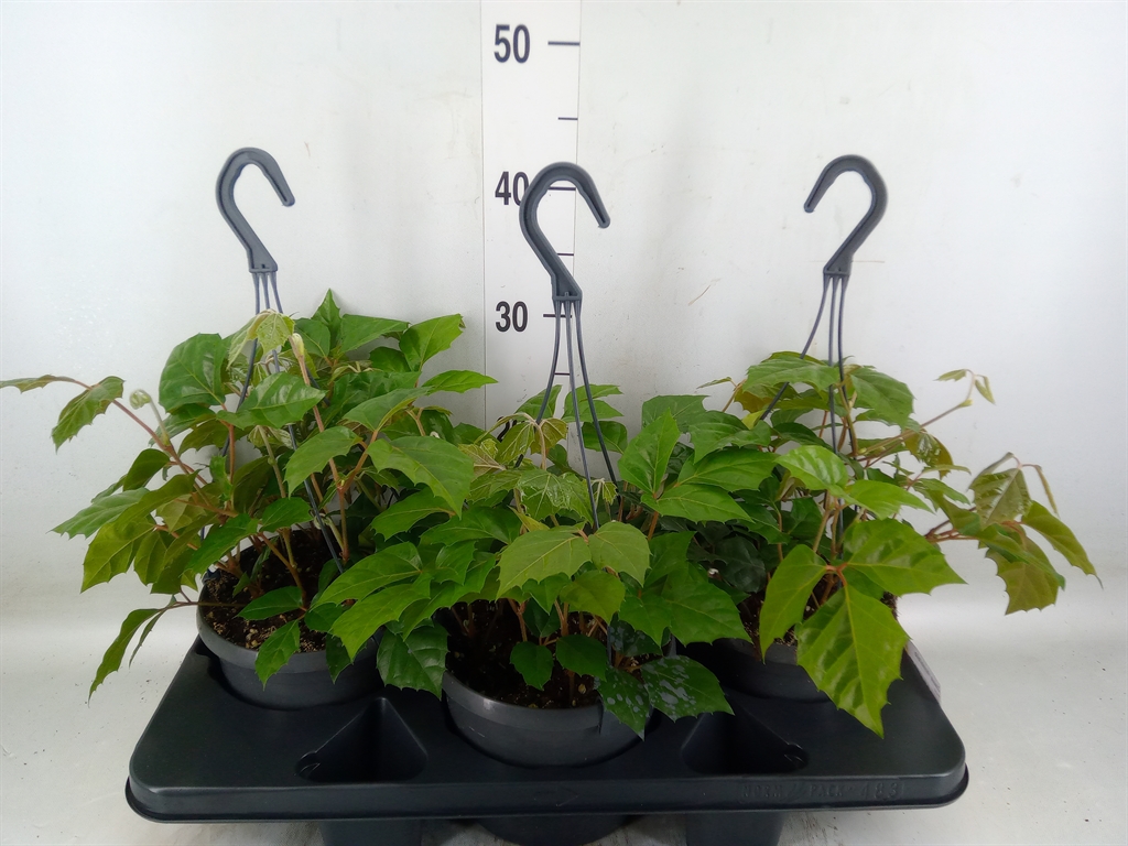 Горшечные цветы и растения оптом Cissus Rhombifolia от 3шт из Голландии с доставкой по России