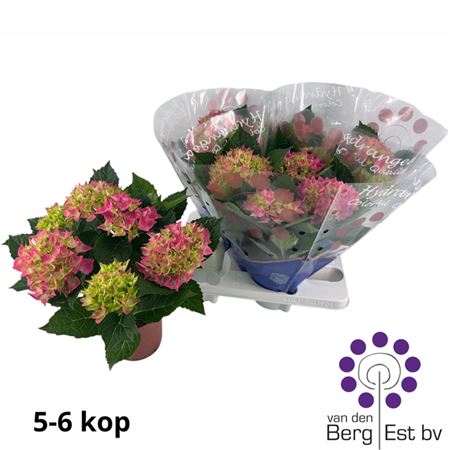 Горшечные цветы и растения оптом Hydr M Hi Meadow 5-6+++ от 4шт из Голландии с доставкой по России