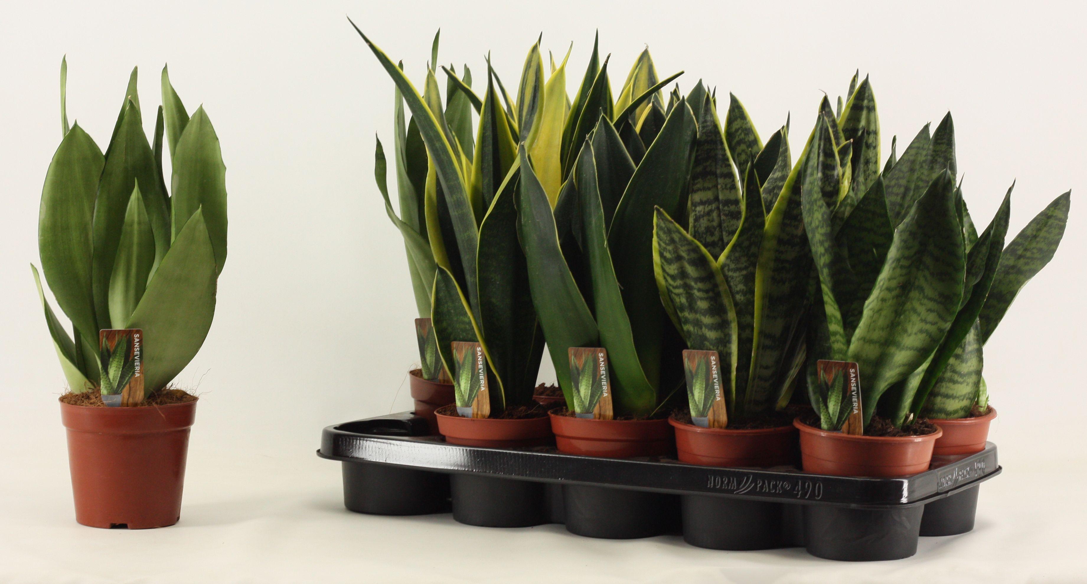 Горшечные цветы и растения оптом Sansevieria Super Mix от 10шт из Голландии с доставкой по России