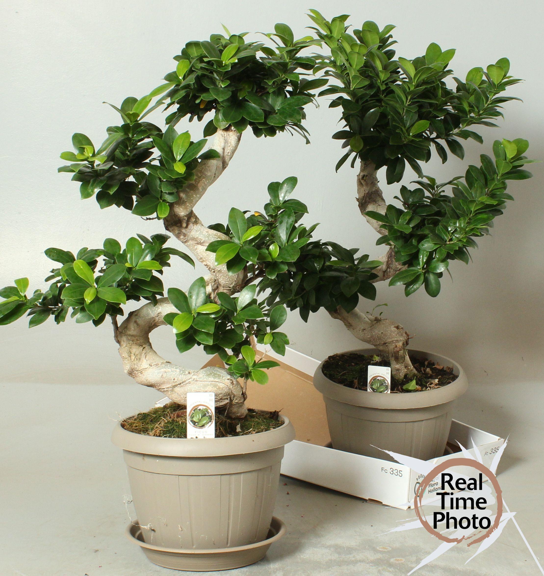 Горшечные цветы и растения оптом Ficus Ginseng S-shape In Deep Forest от 2шт из Голландии с доставкой по России