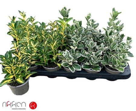 Горшечные цветы и растения оптом Euonymus Jap Mix от 18шт (для телеги) из Голландии с доставкой по России