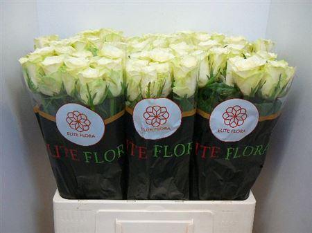 Срезанные цветы оптом Rosa large athena от 320шт из Голландии с доставкой по России