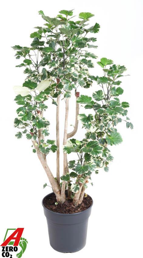 Горшечные цветы и растения оптом Polyscias Balfouriana Branched от 1шт из Голландии с доставкой по России