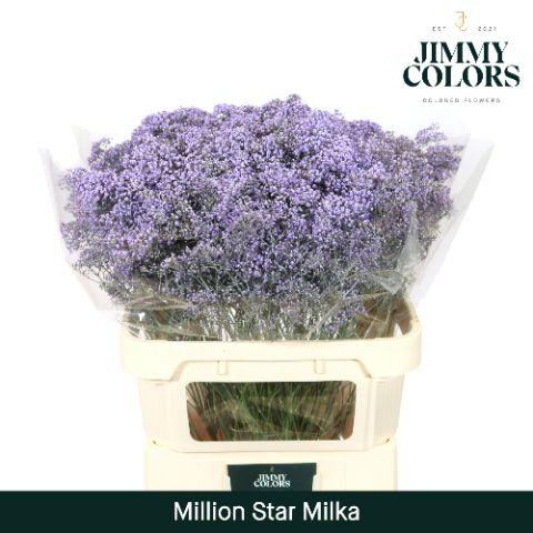 Срезанные цветы оптом Gyps fine paint milka от 50шт из Голландии с доставкой по России