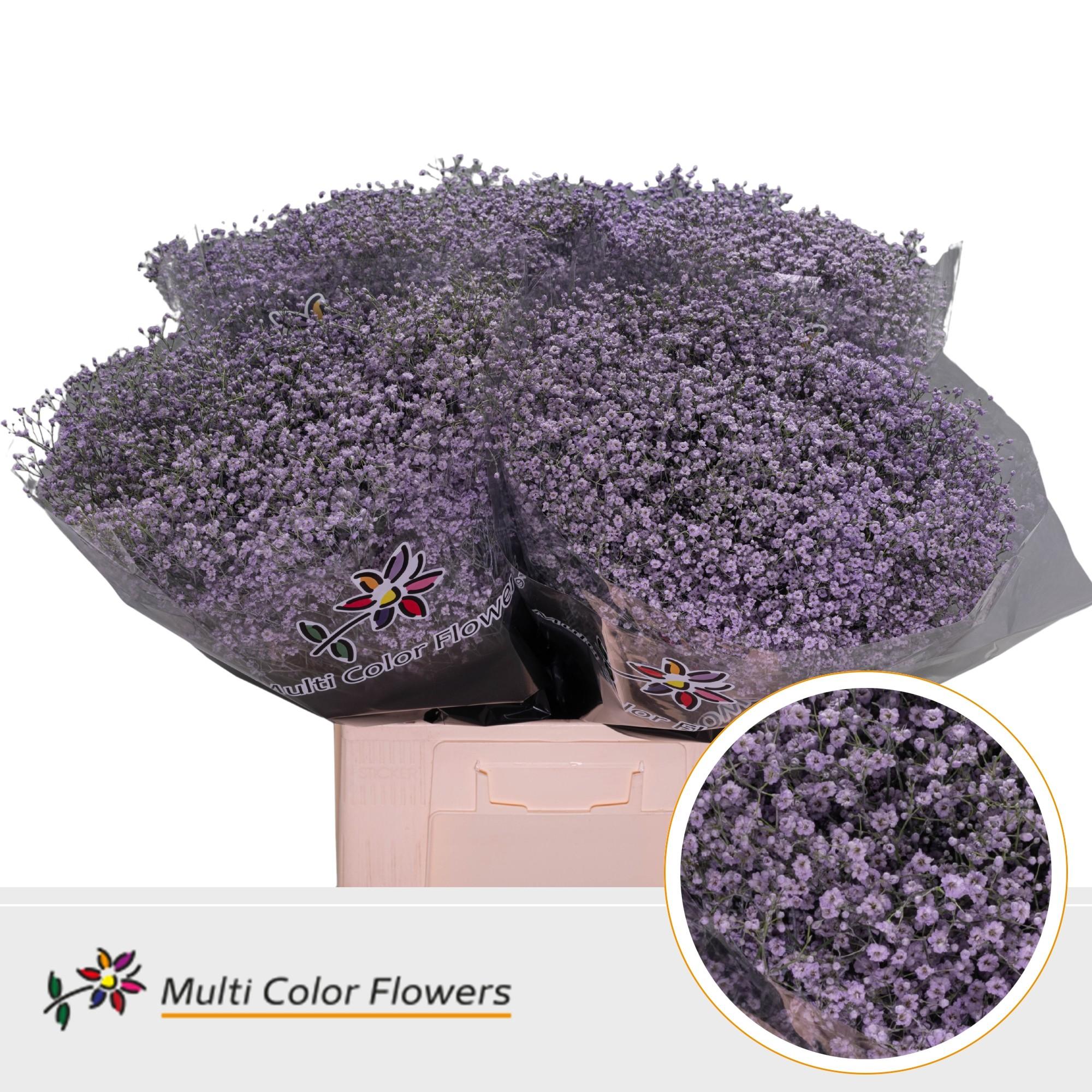 Срезанные цветы оптом Gyps fine paint milka от 100шт. из Голландии с доставкой по России