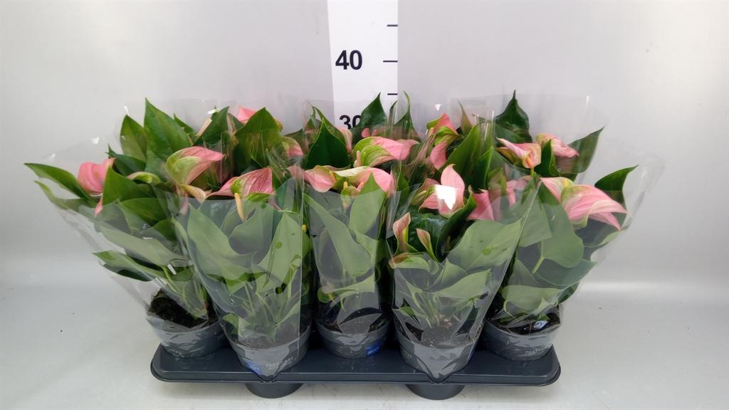 Горшечные цветы и растения оптом Anthurium Andr. joli от 10шт из Голландии с доставкой по России