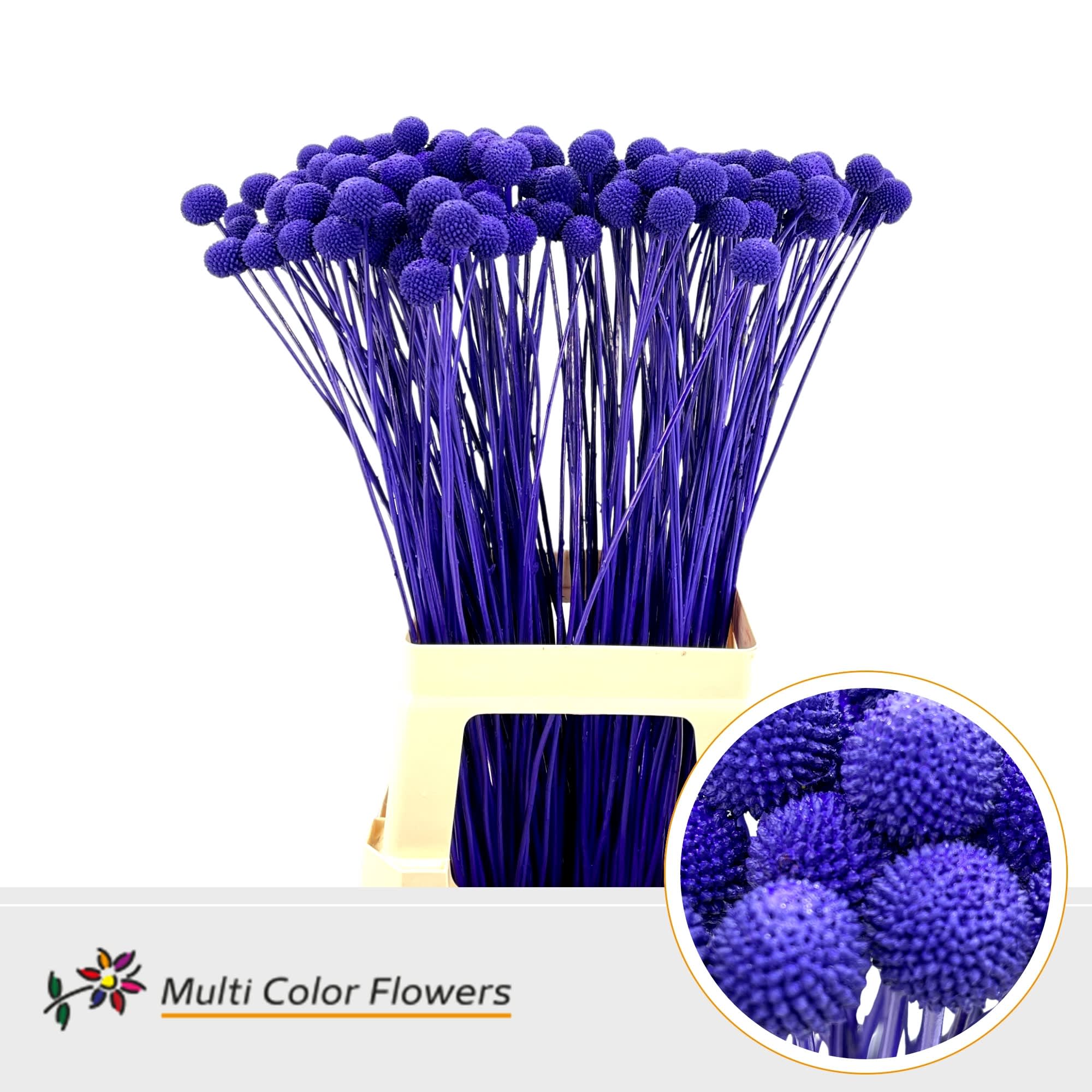 Срезанные цветы оптом Craspedia paint violet dark от 200шт из Голландии с доставкой по России