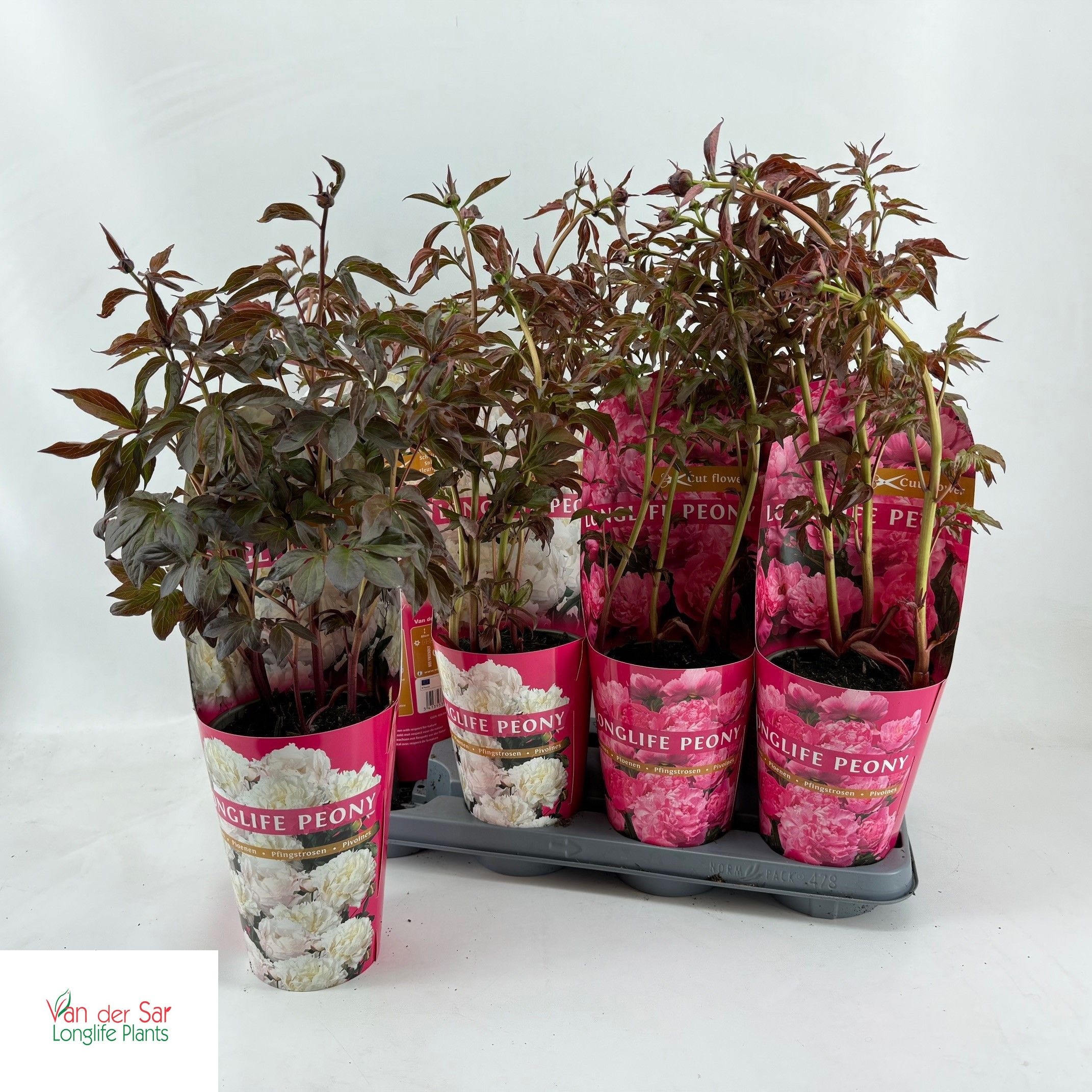 Горшечные цветы и растения оптом Paeonia Gem от 8шт из Голландии с доставкой по России