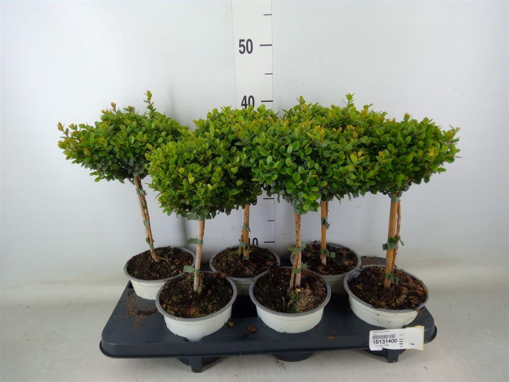 Горшечные цветы и растения оптом Myrtus Communis On Stem от 6шт из Голландии с доставкой по России