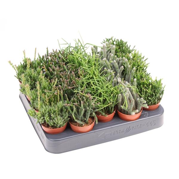 Горшечные цветы и растения оптом Rhipsalis Mix от 20шт (для телеги) из Голландии с доставкой по России