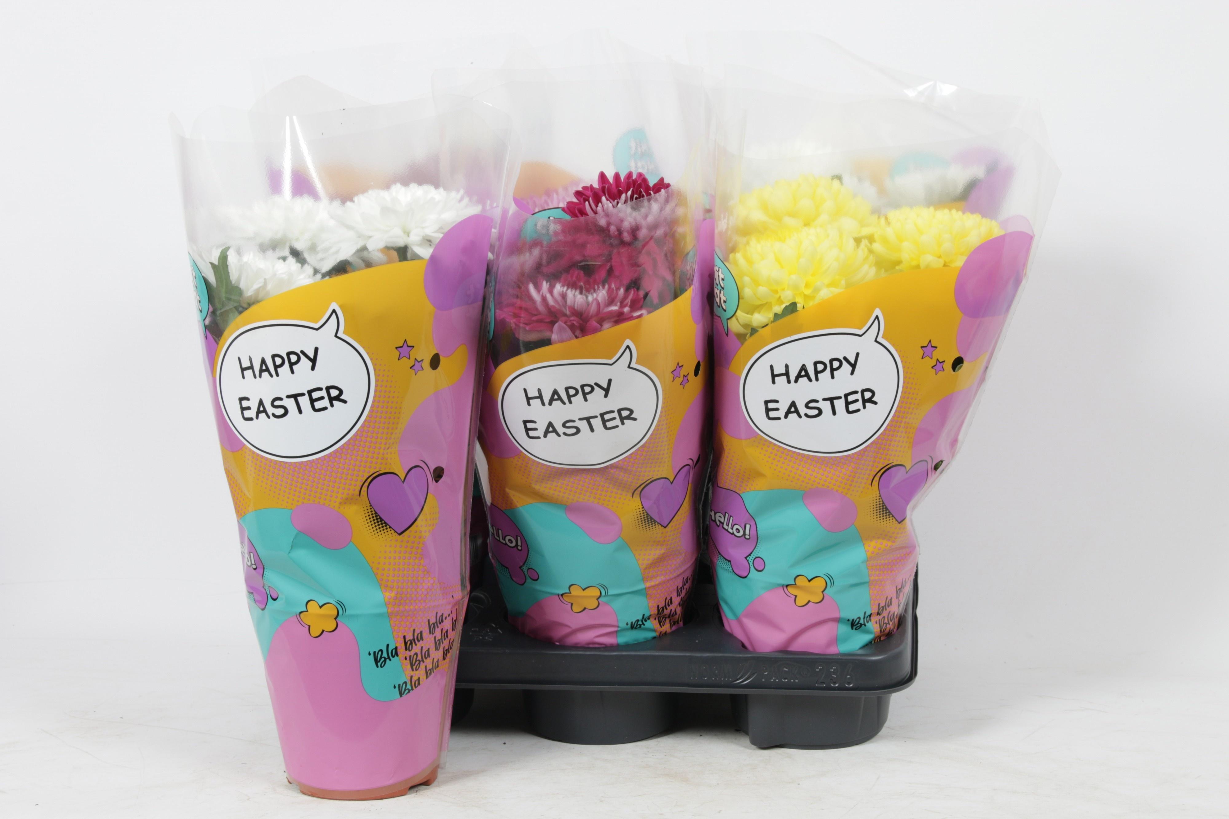 Горшечные цветы и растения оптом Chrys Zembla от 6шт' из Голландии с доставкой по России