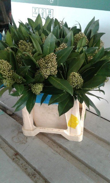 Срезанные цветы оптом Skimmia kew green per bunch от 5шт. из Голландии с доставкой по России