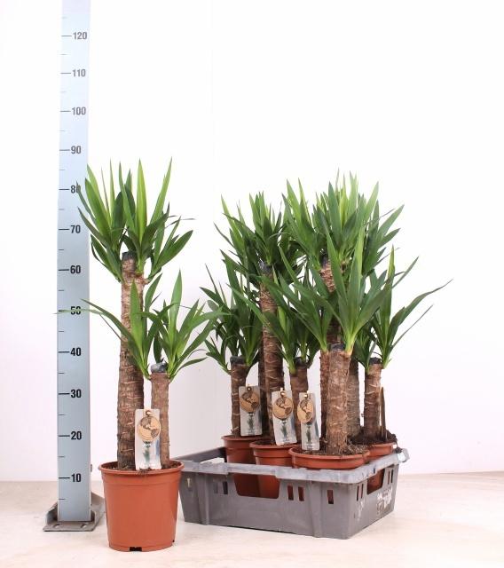 Горшечные цветы и растения оптом Yucca от 5шт из Голландии с доставкой по России