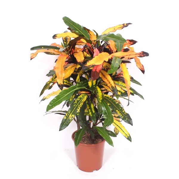Горшечные цветы и растения оптом Codiaeum Mango от 1шт из Голландии с доставкой по России