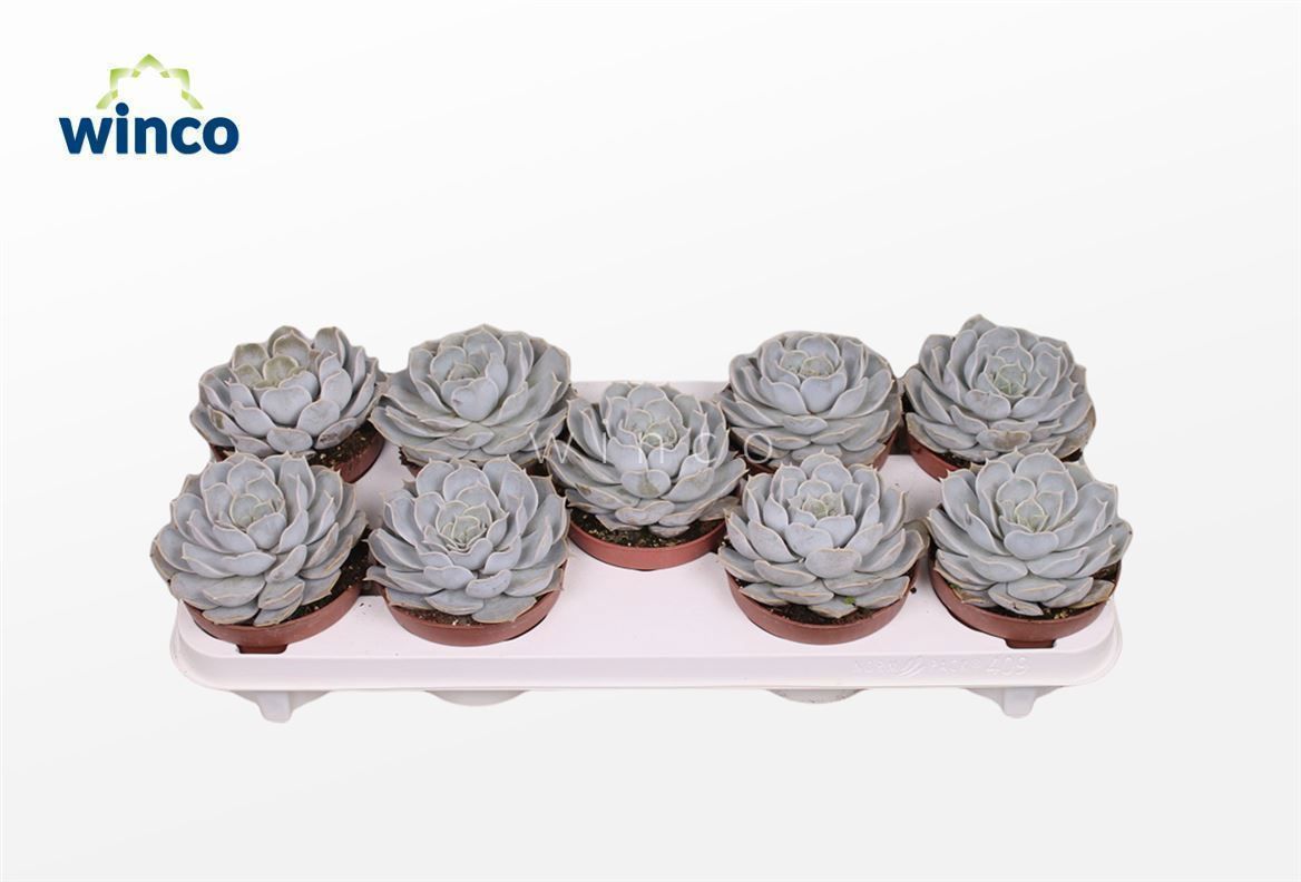 Горшечные цветы и растения оптом Echeveria Rinionii от 8шт из Голландии с доставкой по России